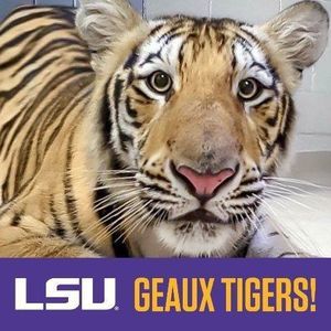 Meet your Posher, Bridget